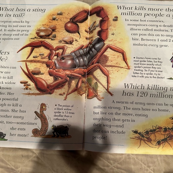 Spiders spin webs and other questions about creepy crawlies- I wonder why - Picture 5 of 6